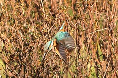 朝日を浴びるカワセミ