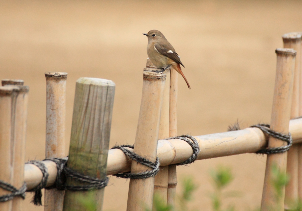 竹柵しかあるまい！