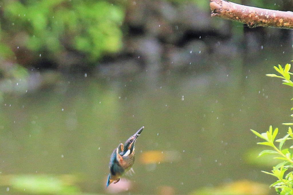 どしゃ降り　③