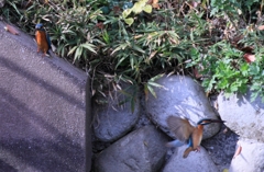 今度はメスが呆れて小飛行