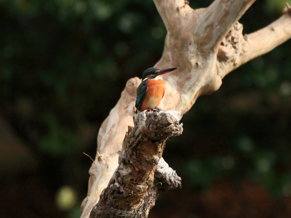 さるすべりで！