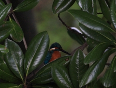 タイサンボクの窓