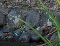 偶然に撮れちゃいました