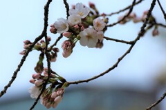 松山市の開花宣言