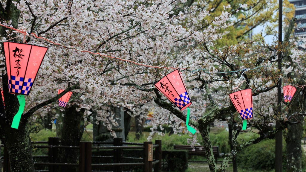 桜祭り