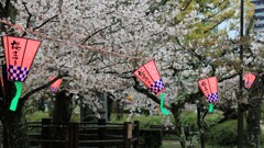 桜祭り