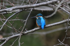 桜の枝の隙間から...