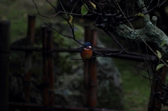 さむらい（11月）雨の情緒　梅編