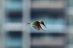 カワセミブルー　⑤