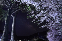葉桜の夜景