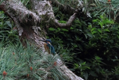 松のかくれんぼ