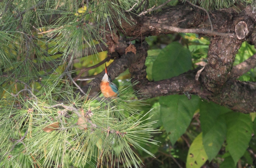 見て見て！私、メスよ！