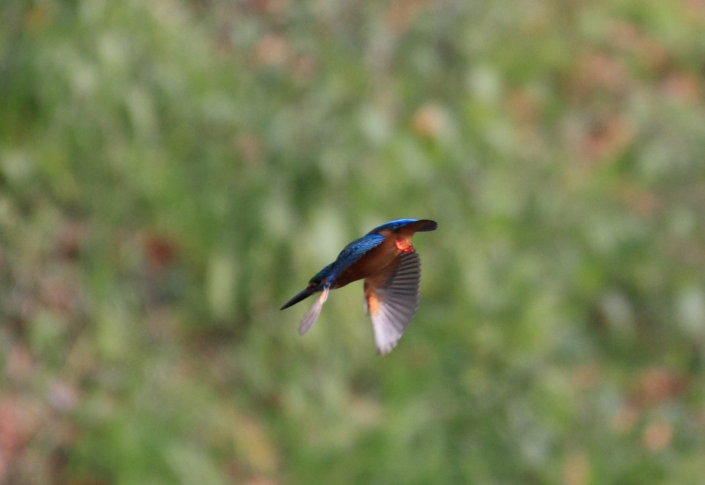飛び込みはお手の物