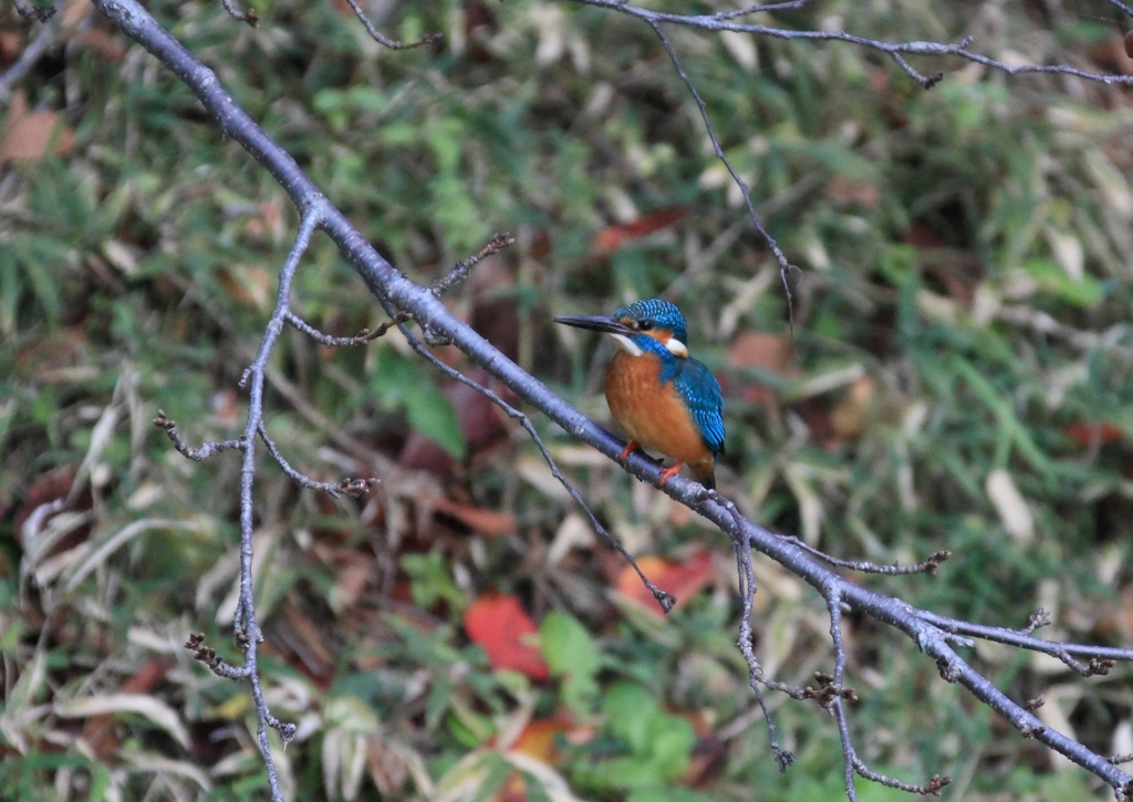 落ち着きがありません...