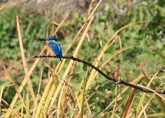 もう一つの止まり木