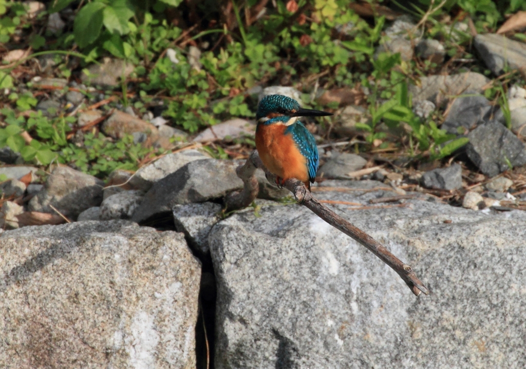 陽のあたる方向へ