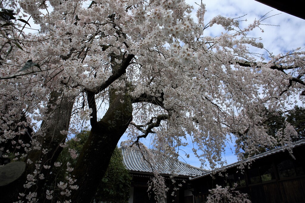 今治市　無量寺のしだれ桜②