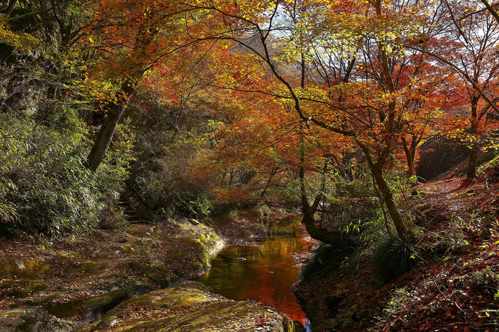 紅葉　③