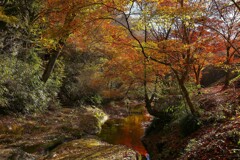 紅葉　③