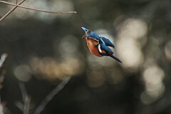 2月8日のカワセミ