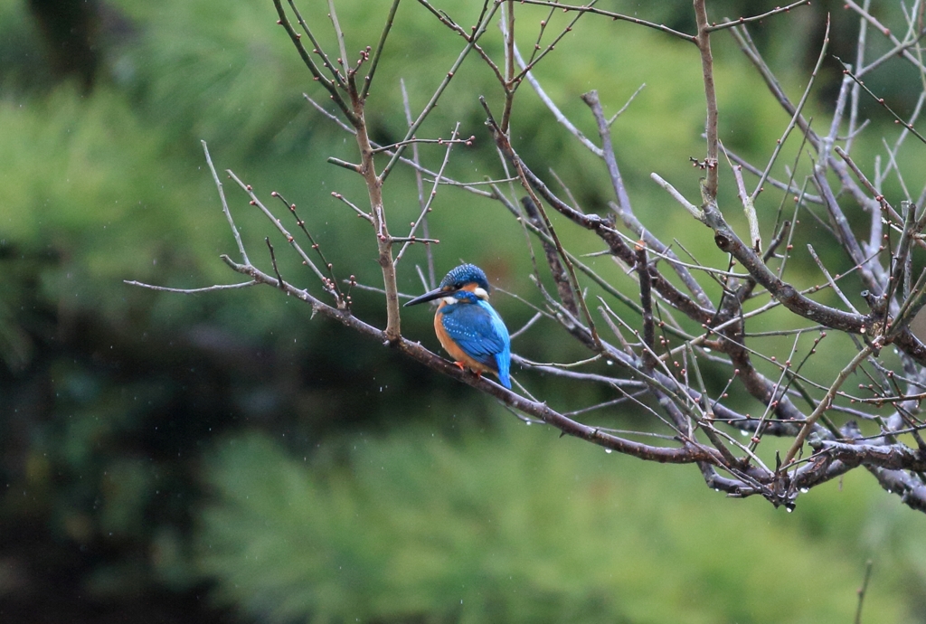 雨降れどキリッとする翡翠