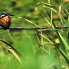 残暑のカワセミ　①