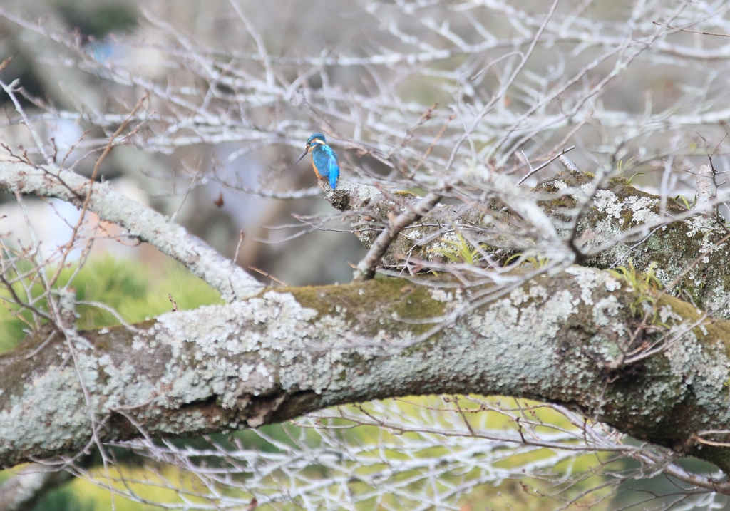 撮影場所から20数ｍ向こう・・・
