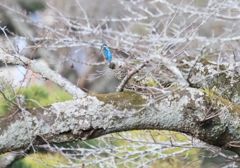 撮影場所から20数ｍ向こう・・・