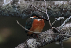 枝絡みのカワちゃん