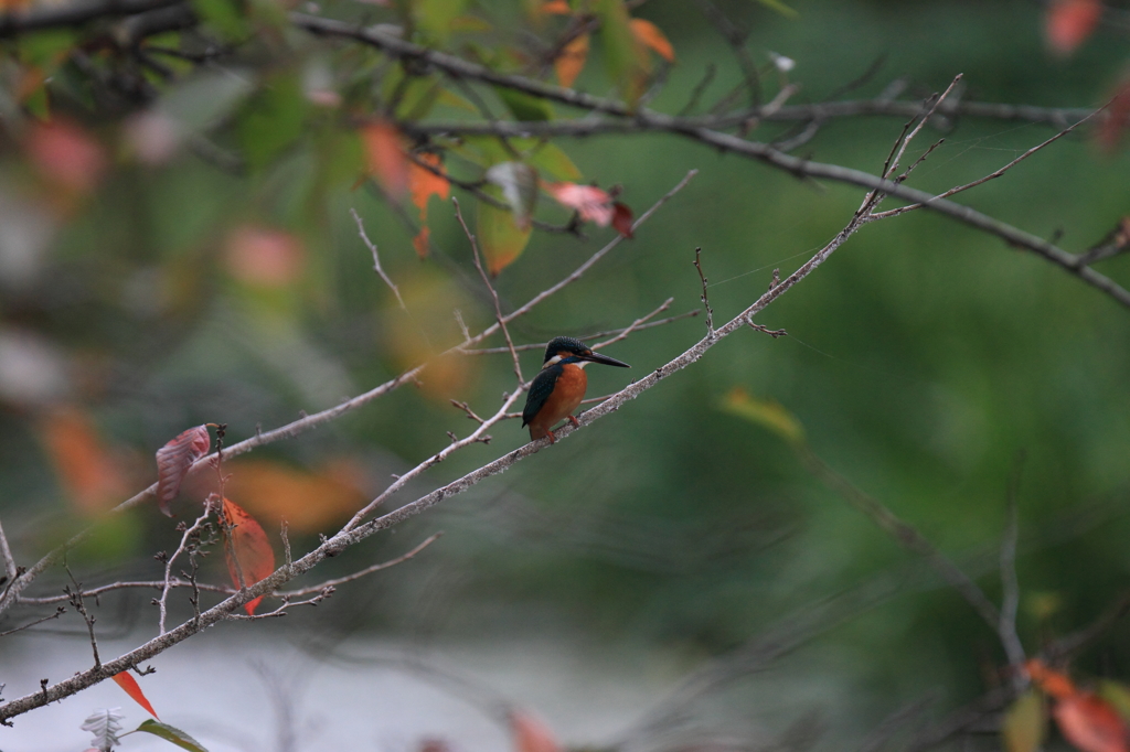 桜の木から立ち去りました