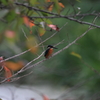 桜の木から立ち去りました