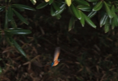 タイサンボクへ雲隠れ...