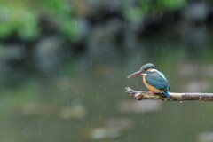 春雨のカワセミ　①
