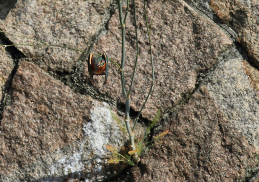 正面からの飛翔