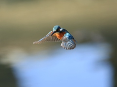 2017年 最後のカワセミ撮影 ③