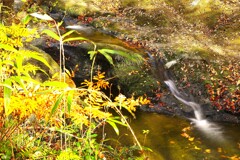 紅葉　①