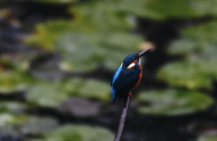 雨の慕情　スイレン編
