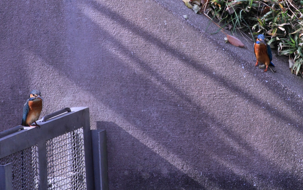 また戻ってきました