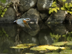 水面飛翔　①