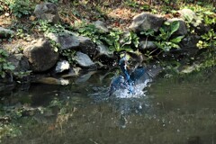 水浴び