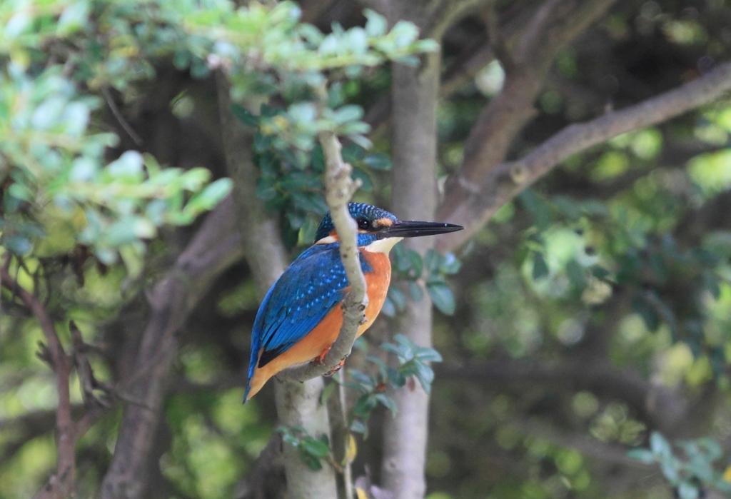 カワセミまで？ｍ