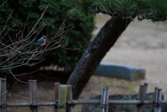 ♀カワと梅