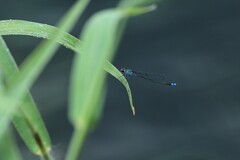 泉の生き物　④