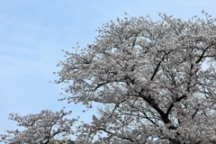 桜満開　②