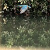 2月16日のカワセミ