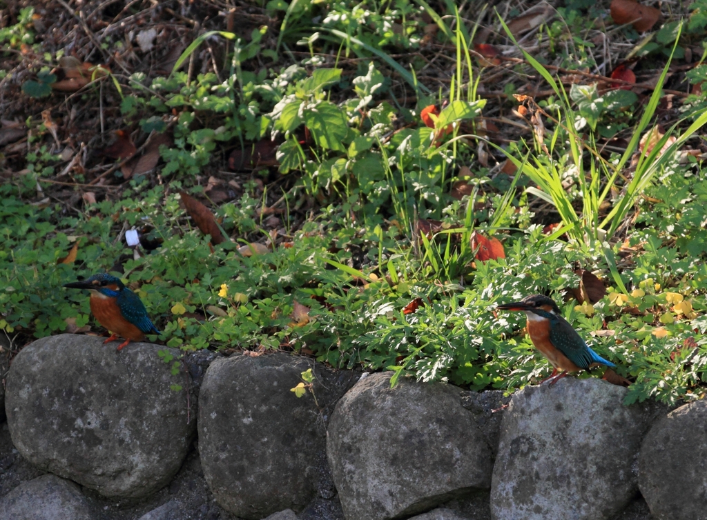 仲良いんだか？？