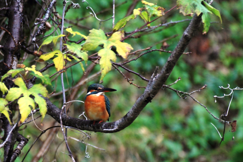 木に止まってくれました