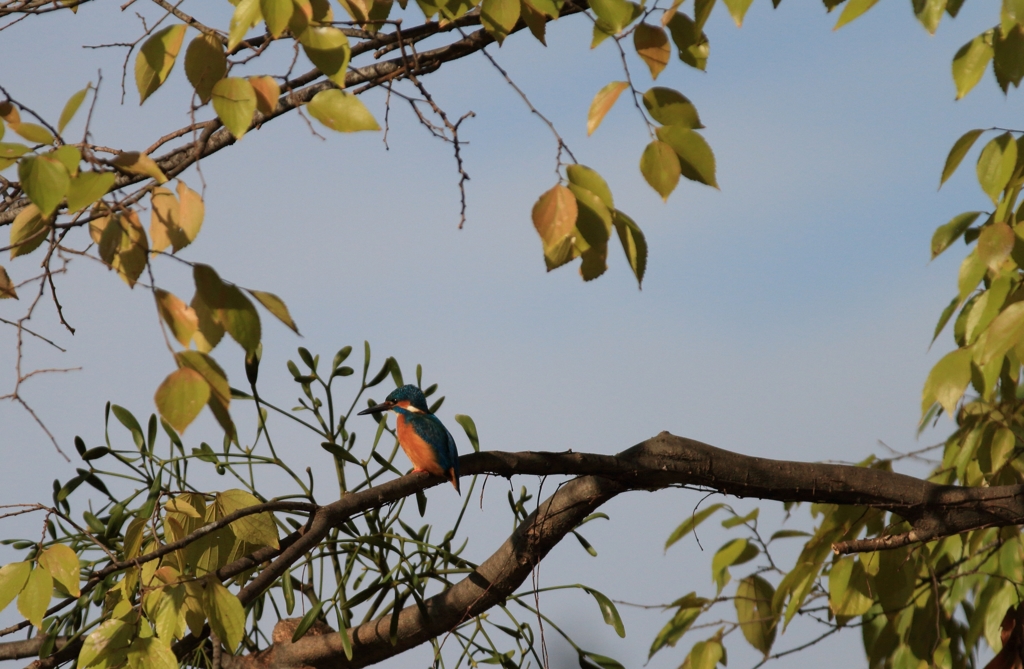 上を向いたら、カワセミさん...