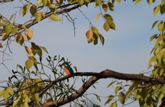 上を向いたら、カワセミさん...