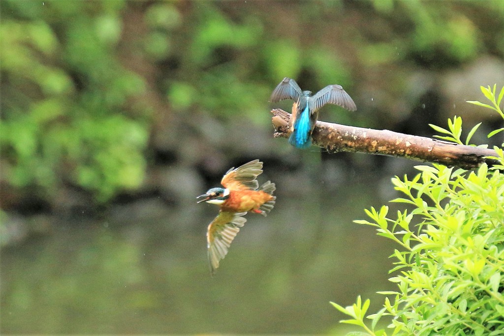 どしゃ降り　①